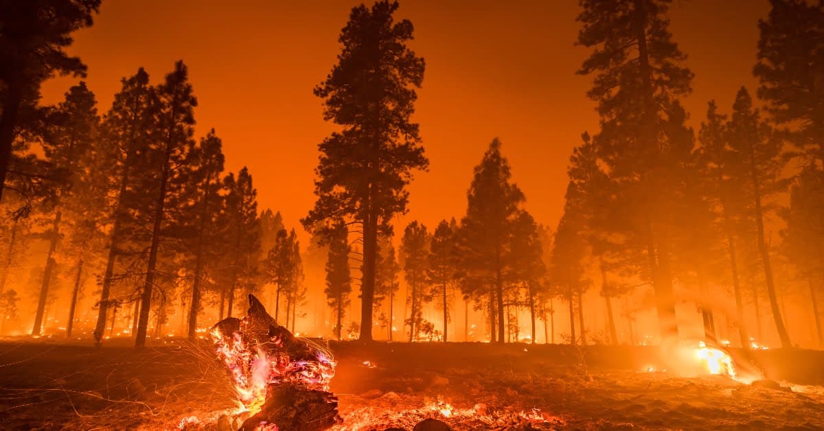 Internet of Trees: This German IoT startup raises €1.8M seed funding to develop ultra-early wildfire detection system
