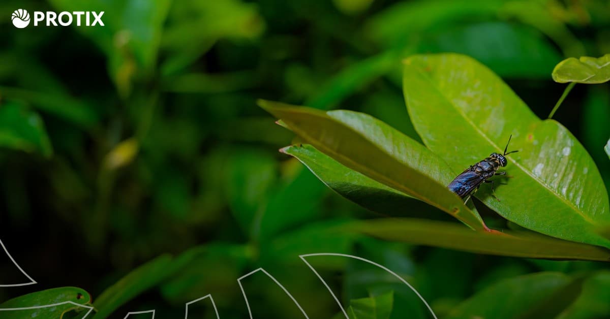 Tyson Foods teams up with Dutch insect ingredients firm Protix for sustainable protein production