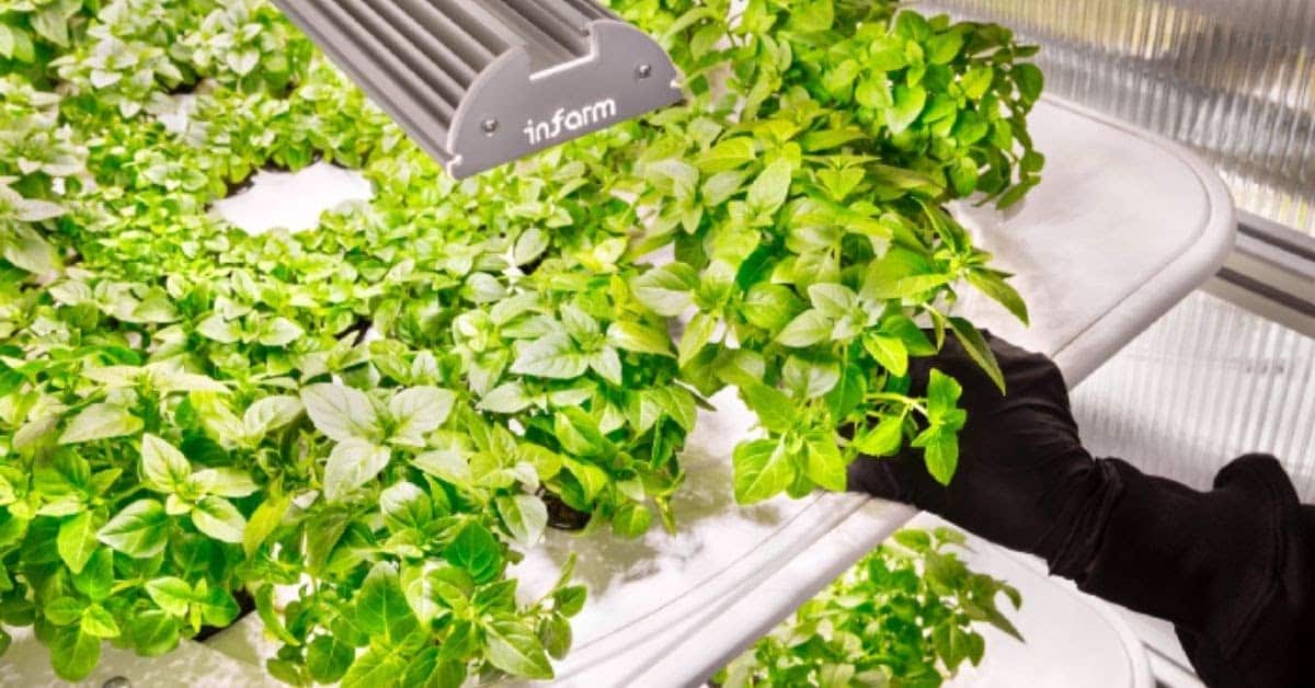 Berlin-based Infarm raises €144M to grow largest farming network globally