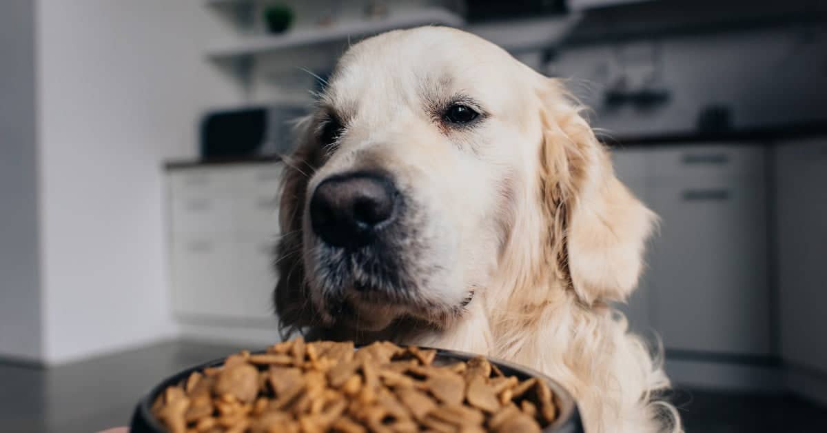 9 fast-growing pet food startups in Europe that claim to offer the best for your pets