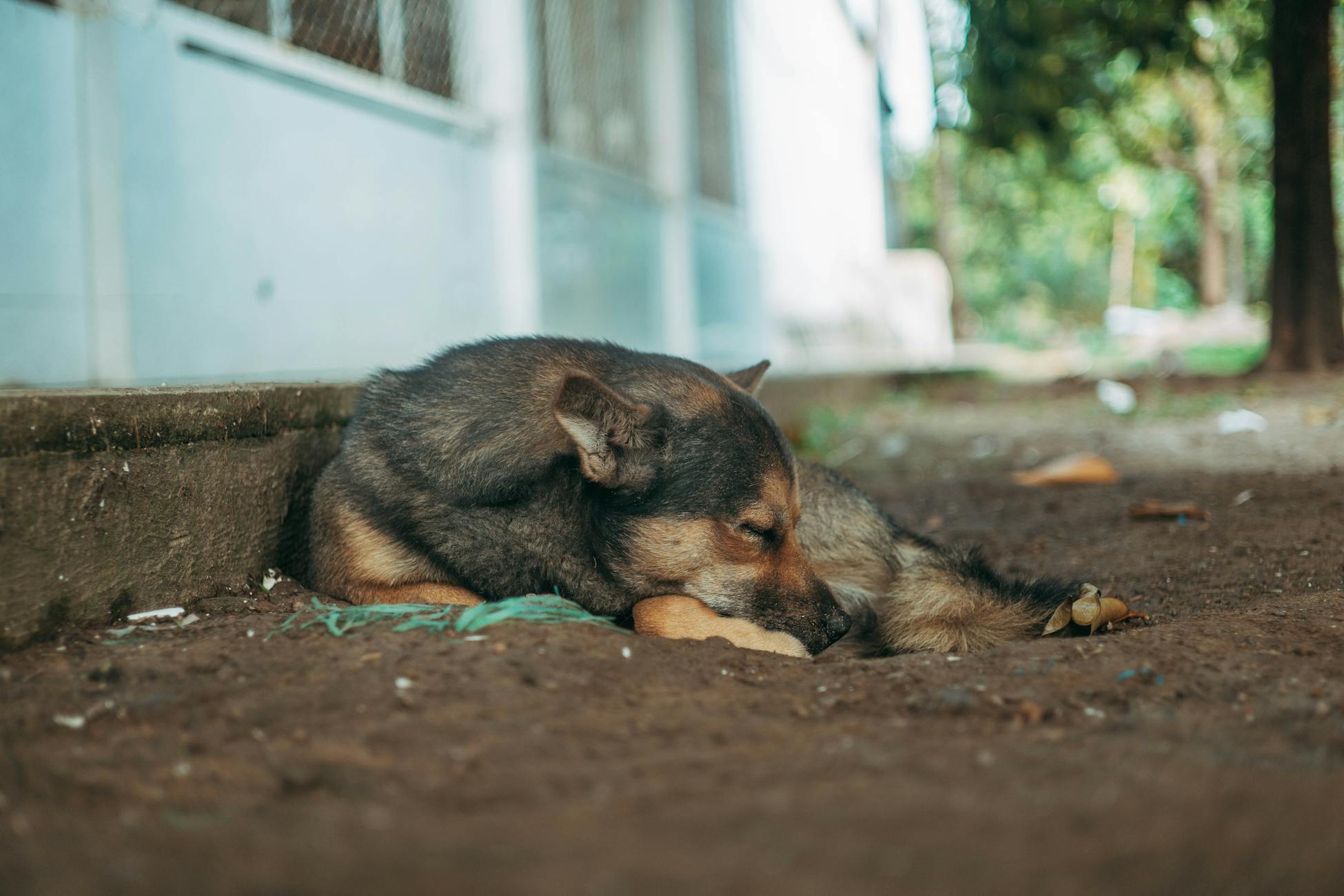 A peaceful scene of a dog sleeping outside on a warm day.
