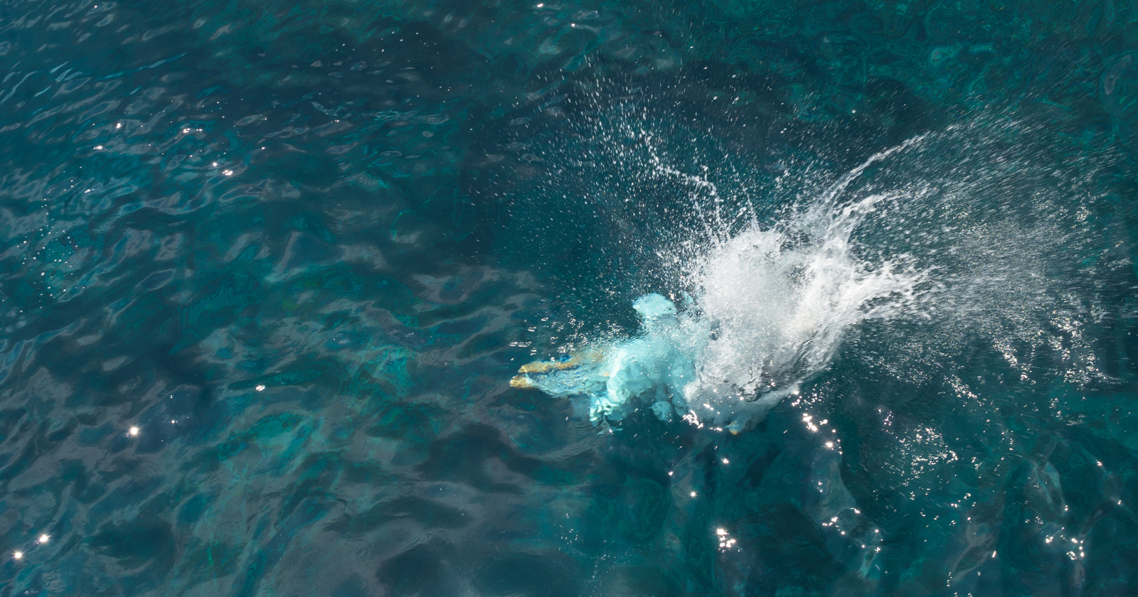 When Apollo 11 splashed down in the Pacific in 1969, the recovered astronauts were sealed in a quarantine trailer for weeks because nobody could rule out lunar microbes, while around their capsule the ocean teemed with creatures far stranger than anything feared from the Moon