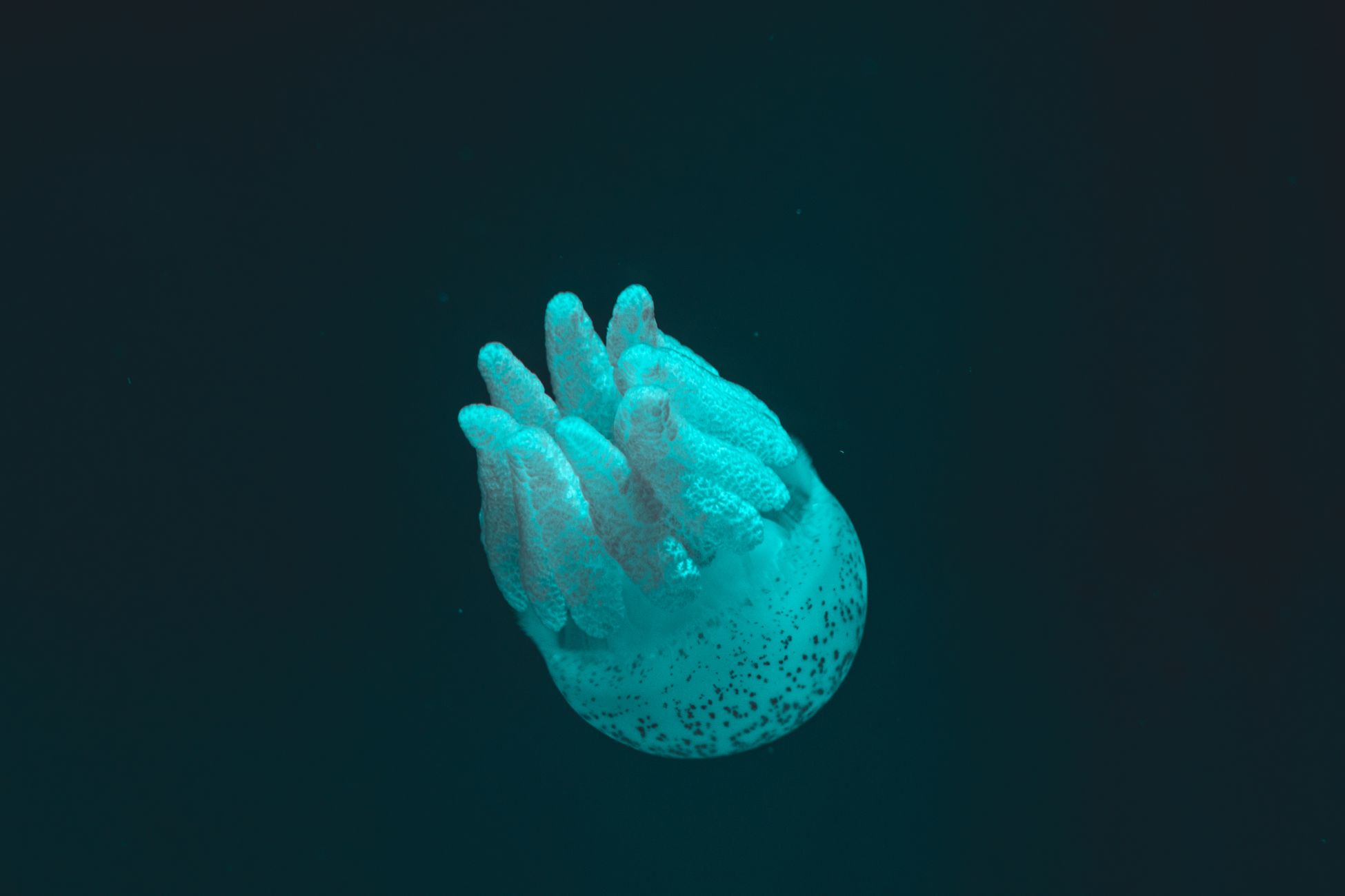 Mesmerizing close-up of a Rhopilema jellyfish floating gracefully underwater.