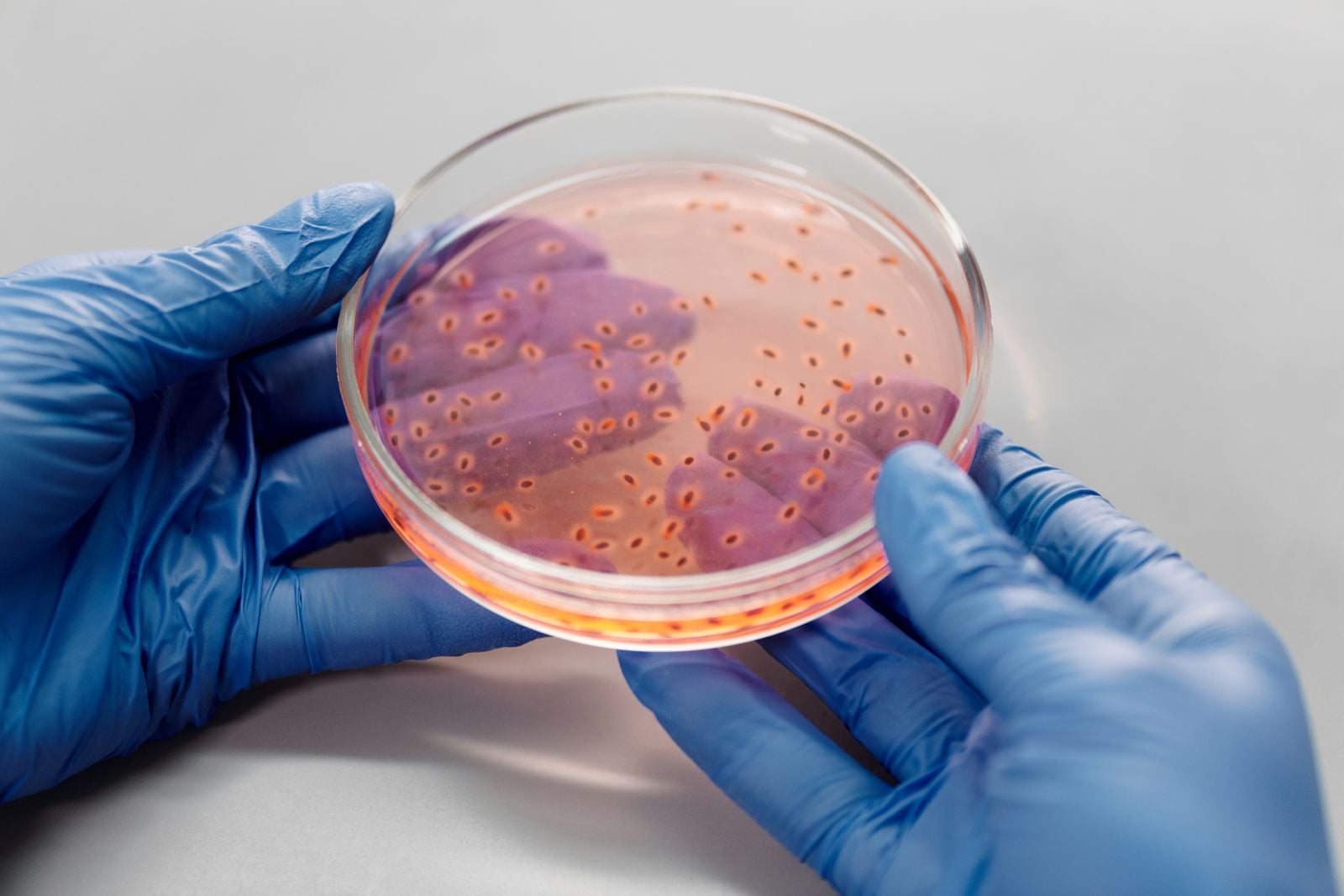 gut microbiome laboratory