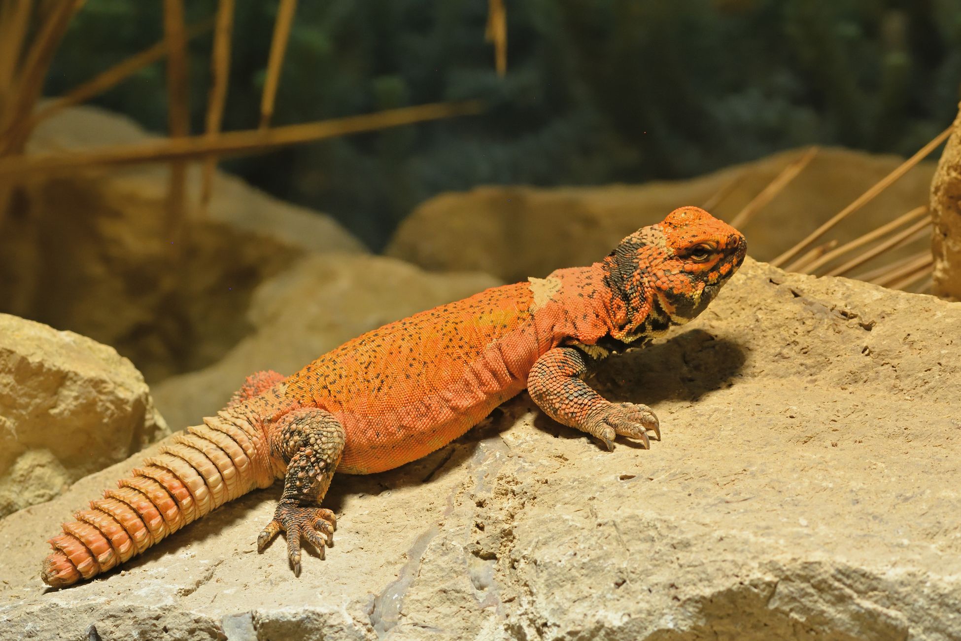 Close-up of a brightly colored Uromastyx lizard basking on a sunlit rock.