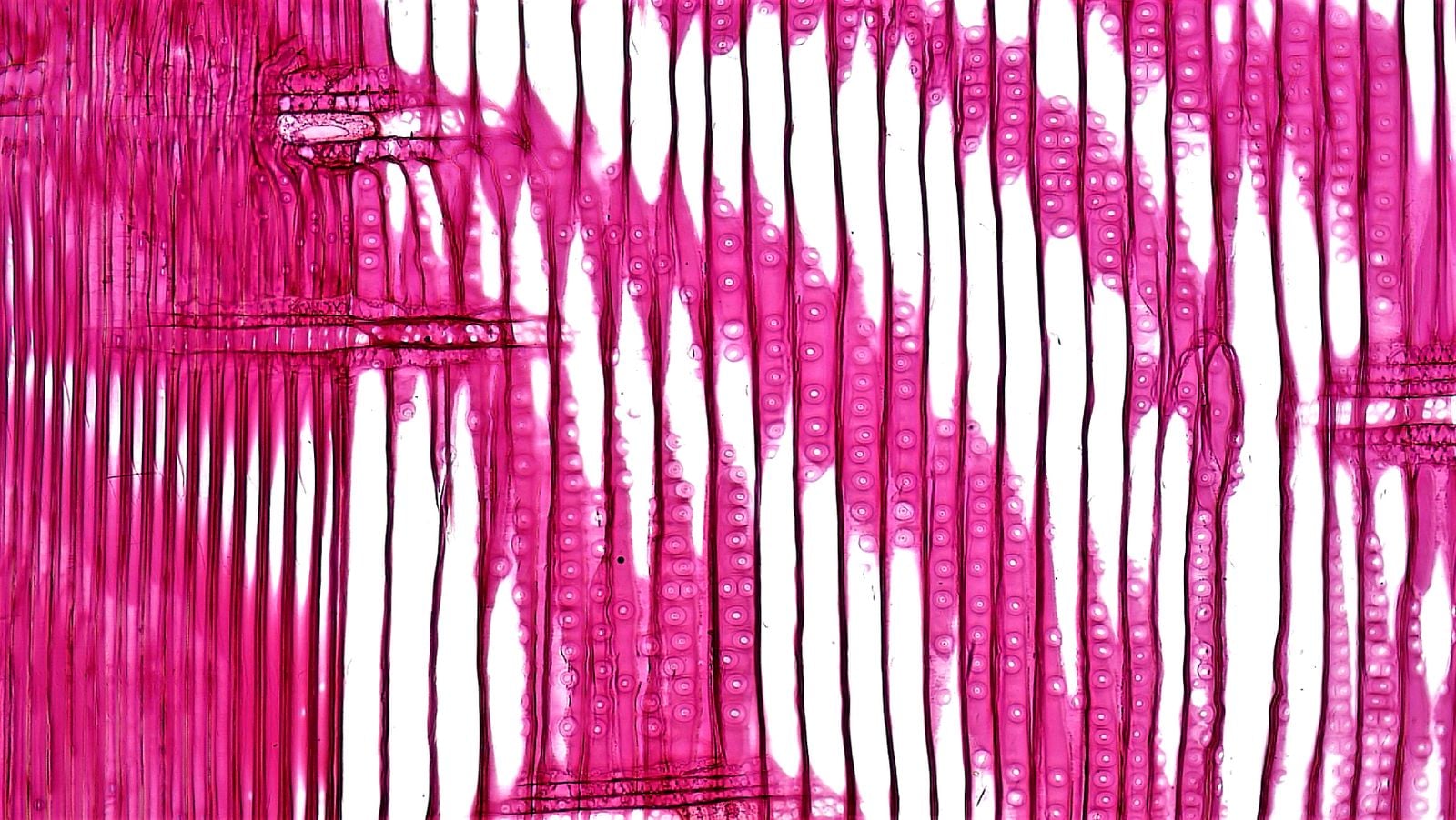intestinal barrier microscopy
