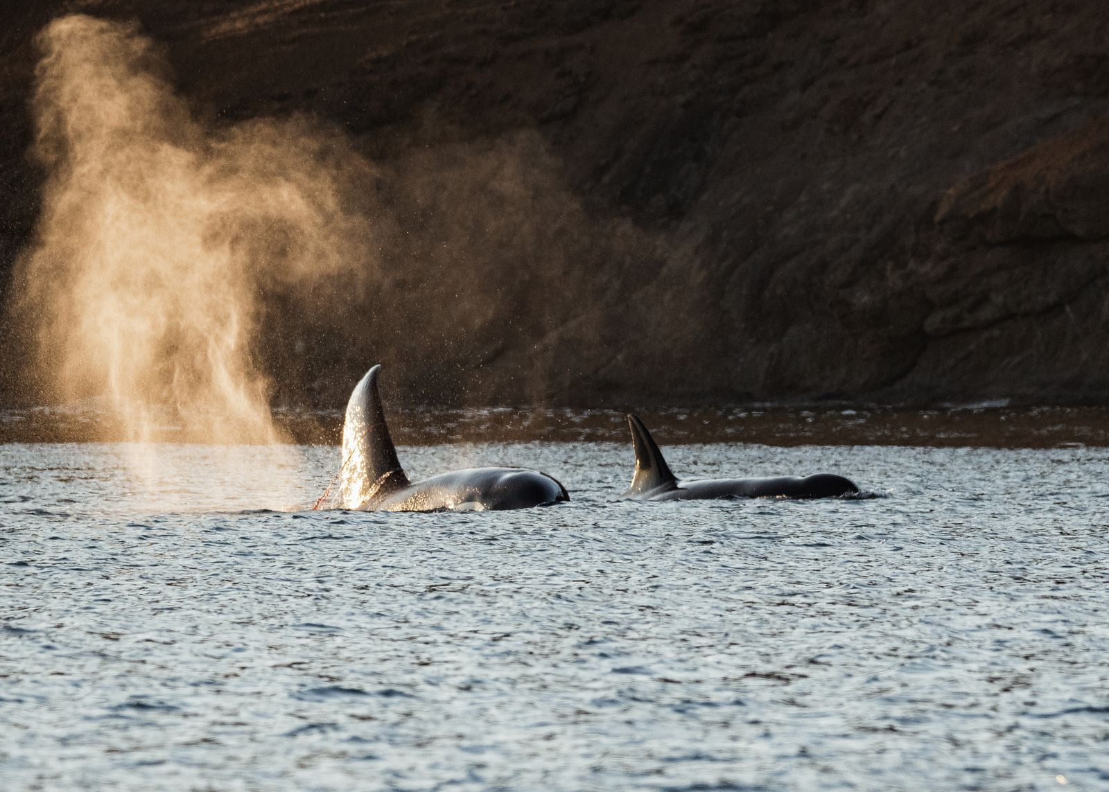 A 2026 study revealed how sperm whales stay suspended during their eerie vertical naps: they blow bubbles to stop their buoyant bodies from rising into the waves